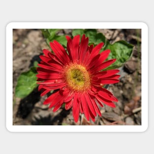 Red Gerber Daisy 2 Sticker